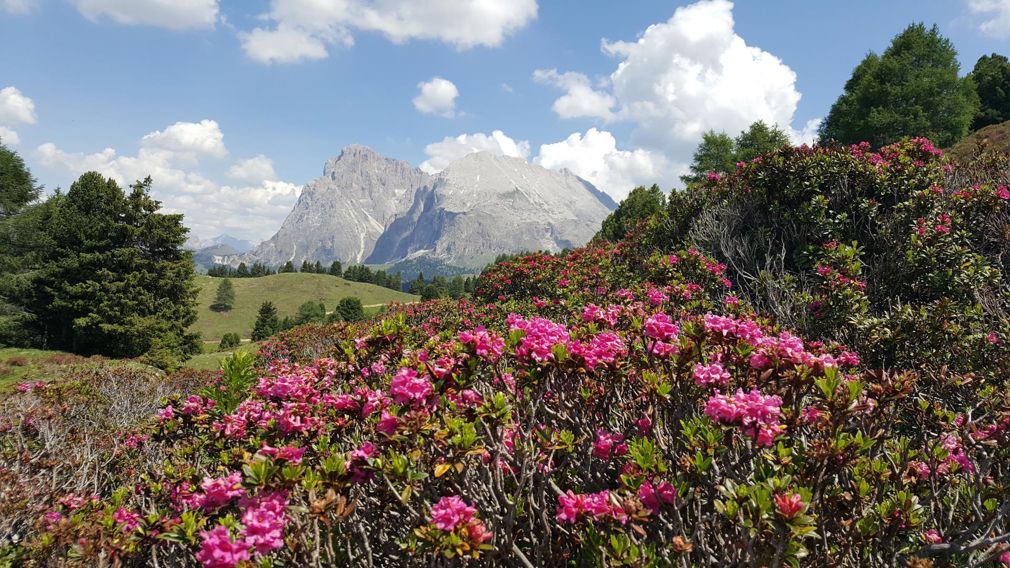 Frühling auf der Seiser Alm