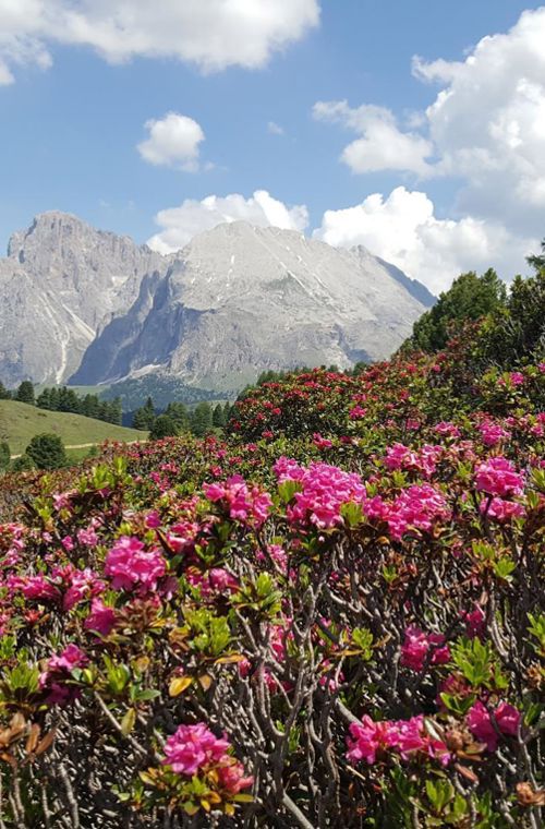 Spring on the Seiser Alm